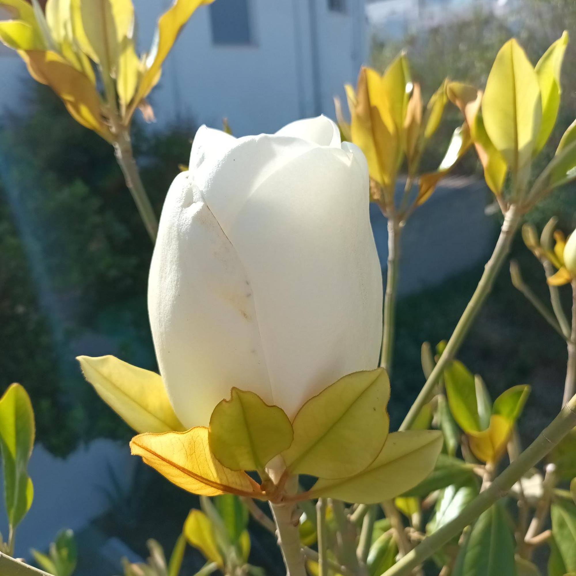 Ferienwohnung Magnolia Senses Kini Zimmer foto